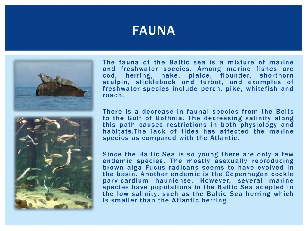 fauna