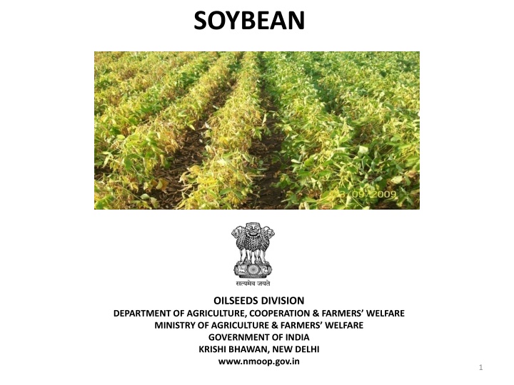 soybean