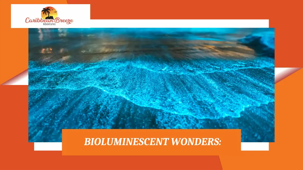 bioluminescent wonders