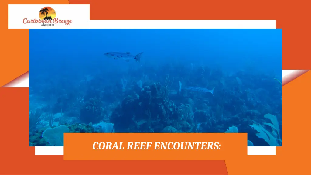 coral reef encounters