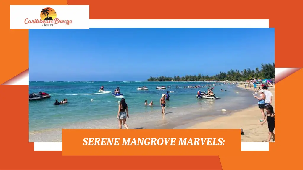 serene mangrove marvels