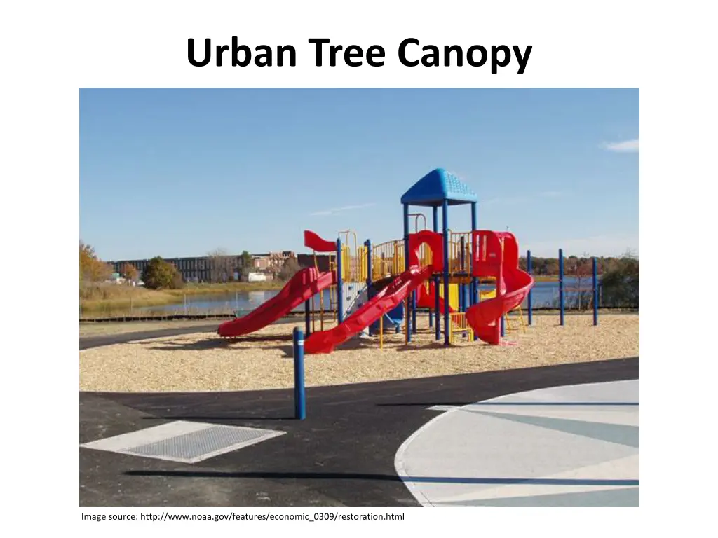 urban tree canopy