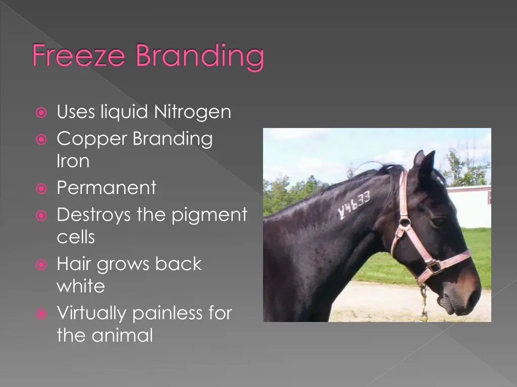 freeze branding