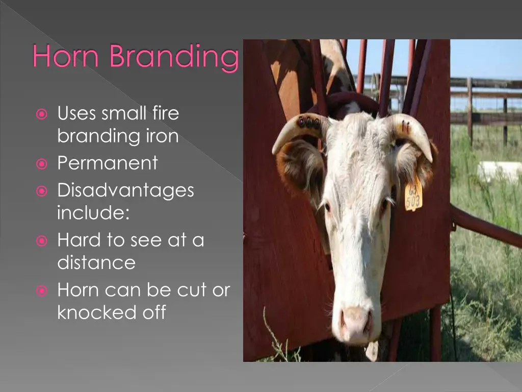 horn branding