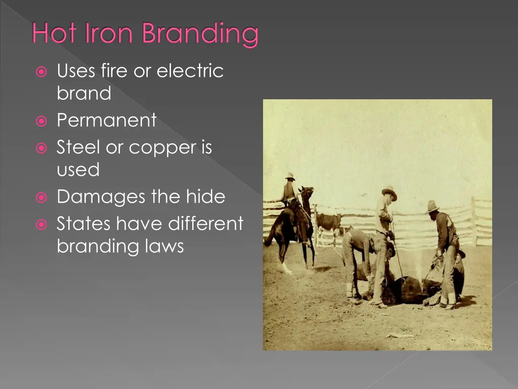 hot iron branding