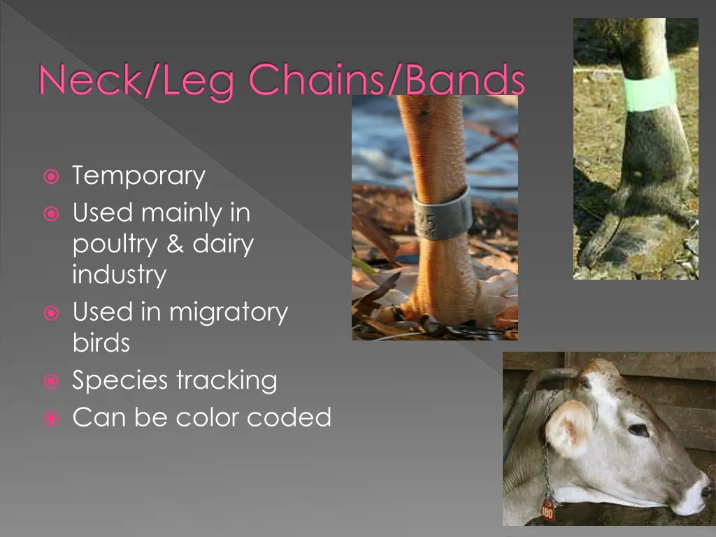 neck leg chains bands