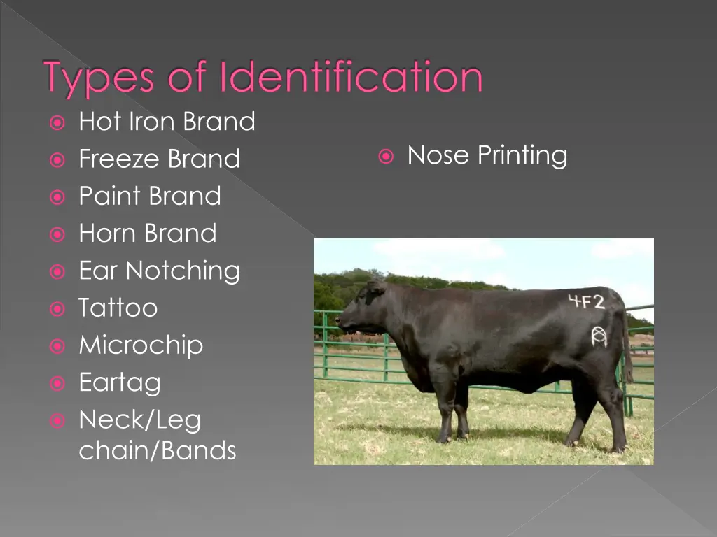 types of identification hot iron brand freeze