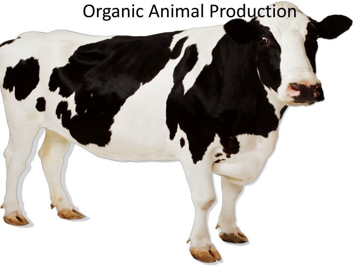 organic animal production