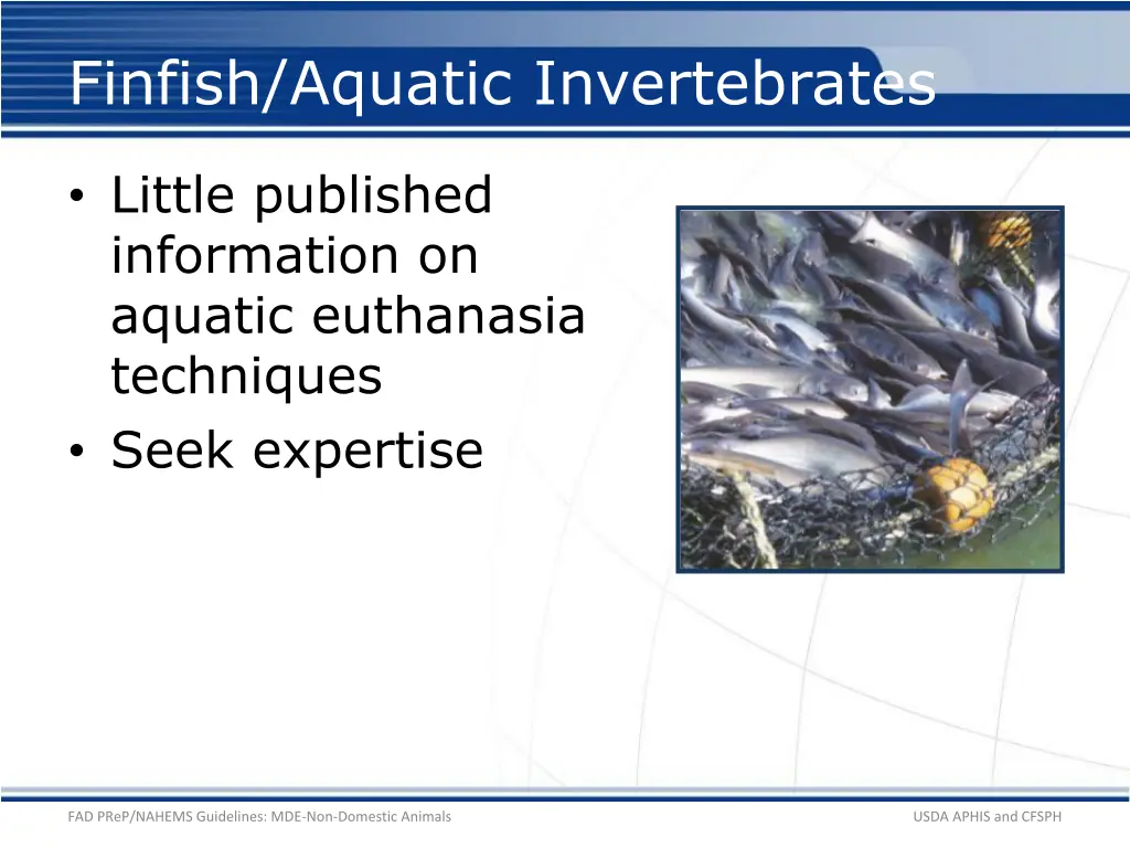 finfish aquatic invertebrates 1