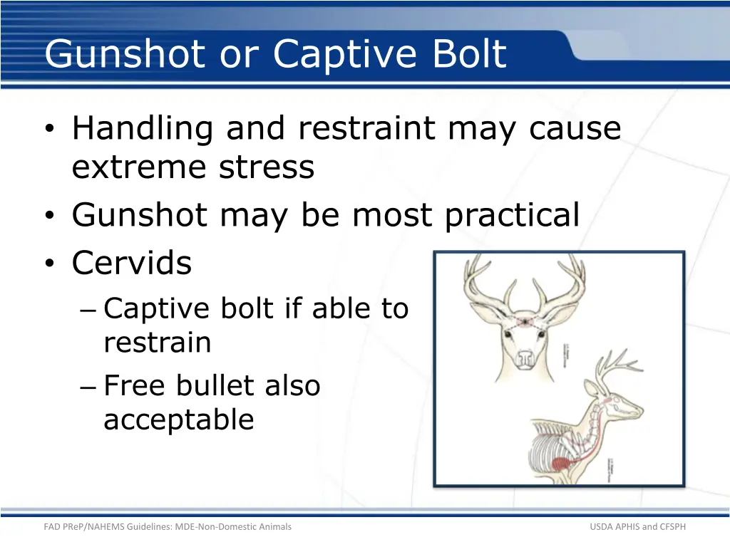 gunshot or captive bolt