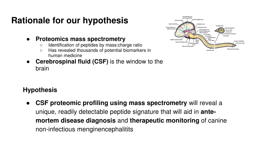 rationale for our hypothesis