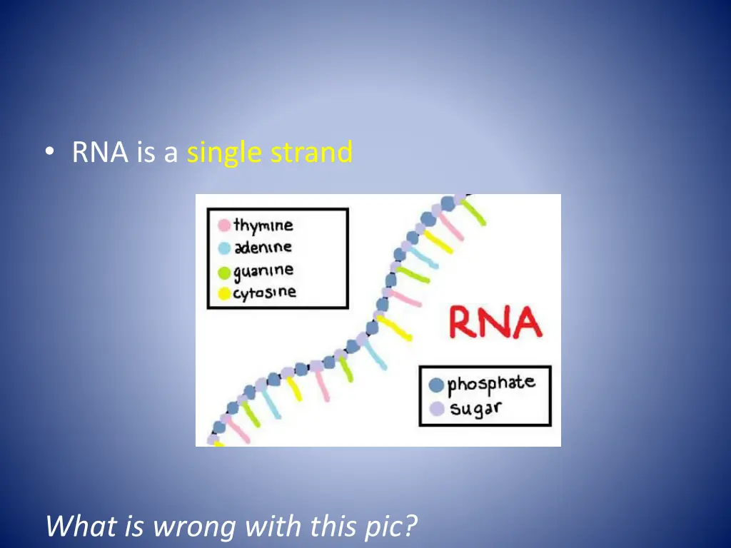 rna is a single strand