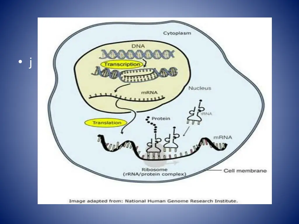 slide11