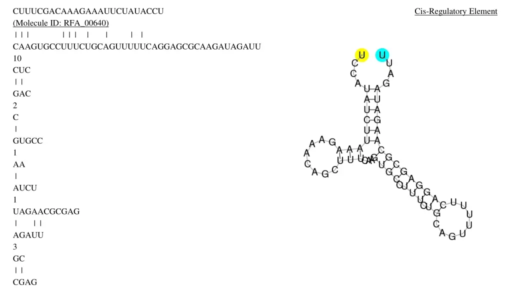 cuuucgacaaagaaauucuauaccu molecule id rfa 00640