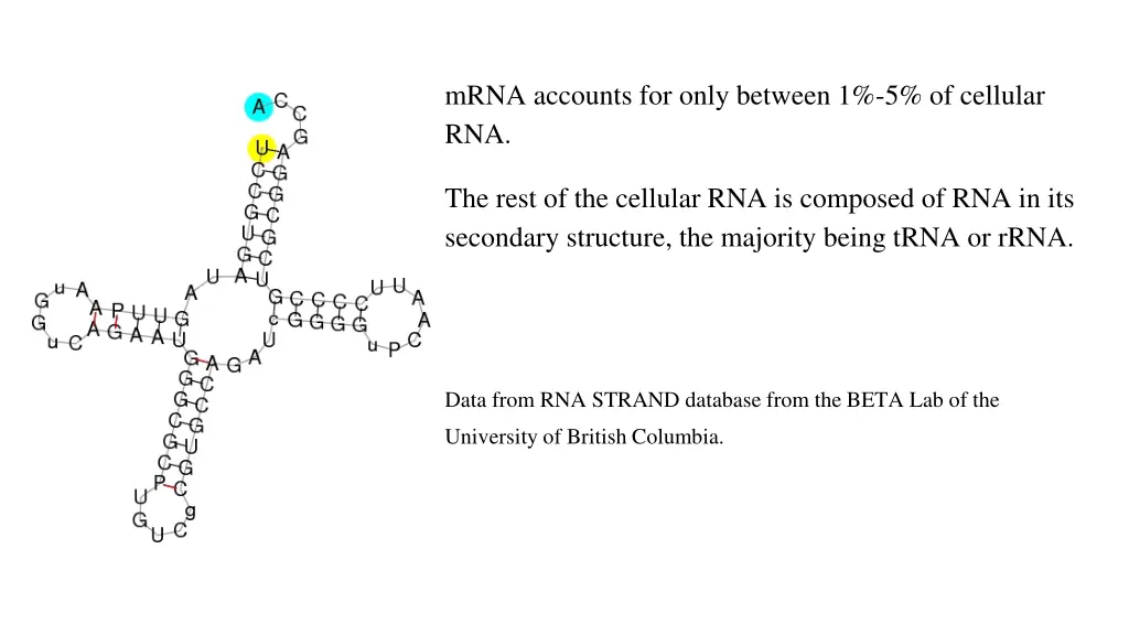 mrna accounts for only between 1 5 of cellular rna