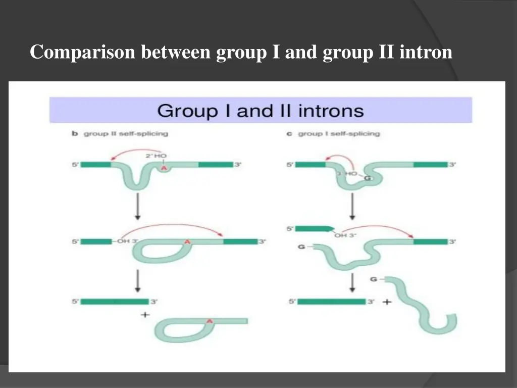 comparison between group i and group ii intron