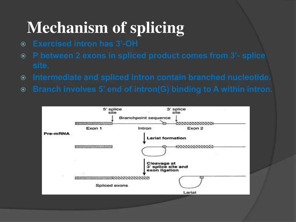 mechanism of splicing exercised intron