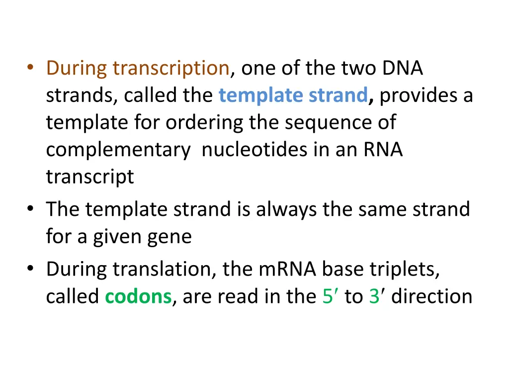 during transcription one of the two dna strands