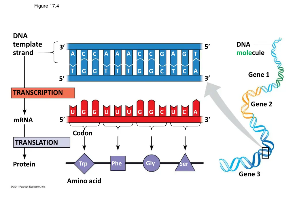 figure 17 4