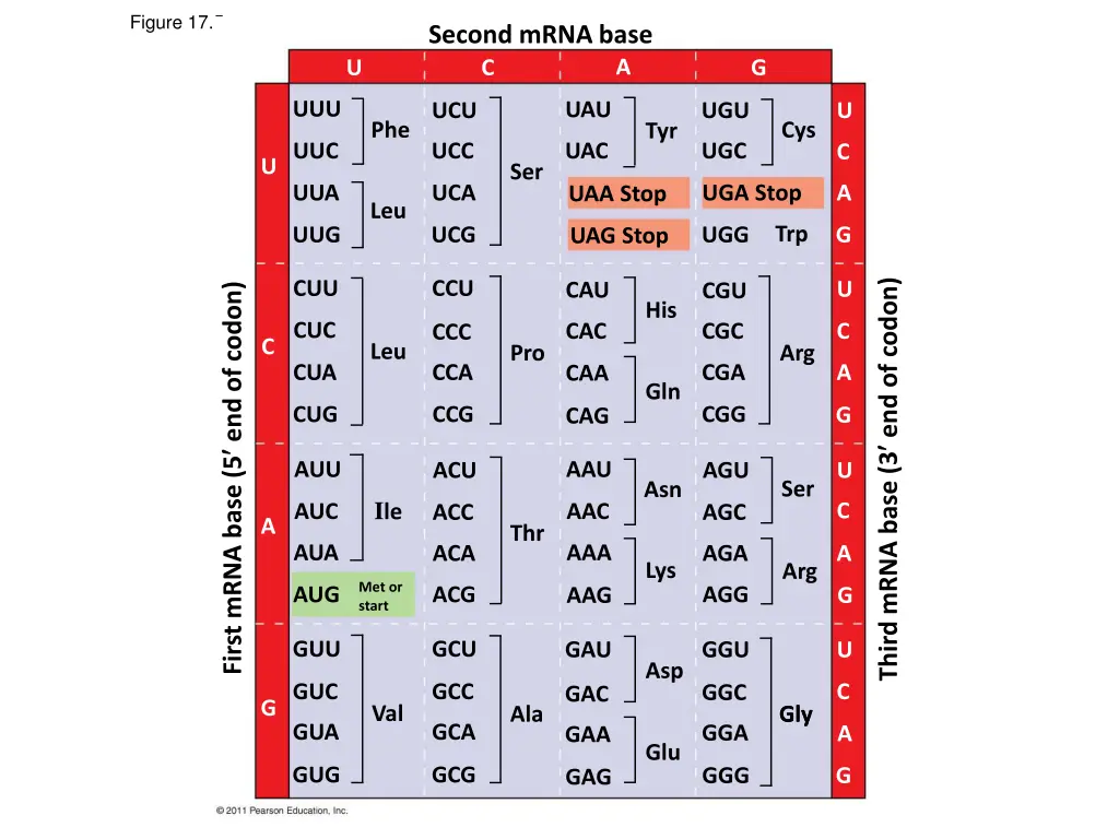 figure 17 5