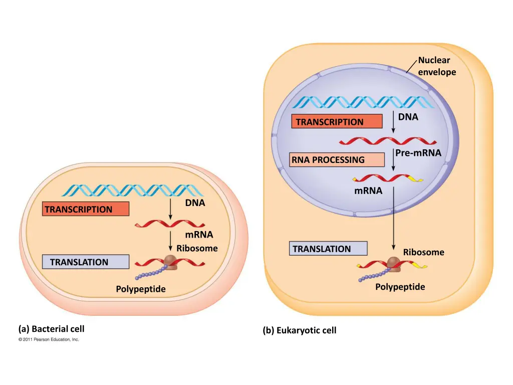 nuclear envelope