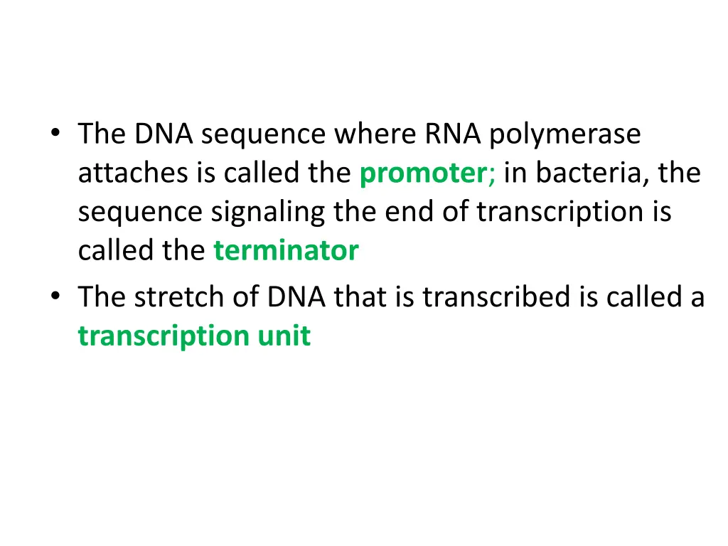 the dna sequence where rna polymerase attaches