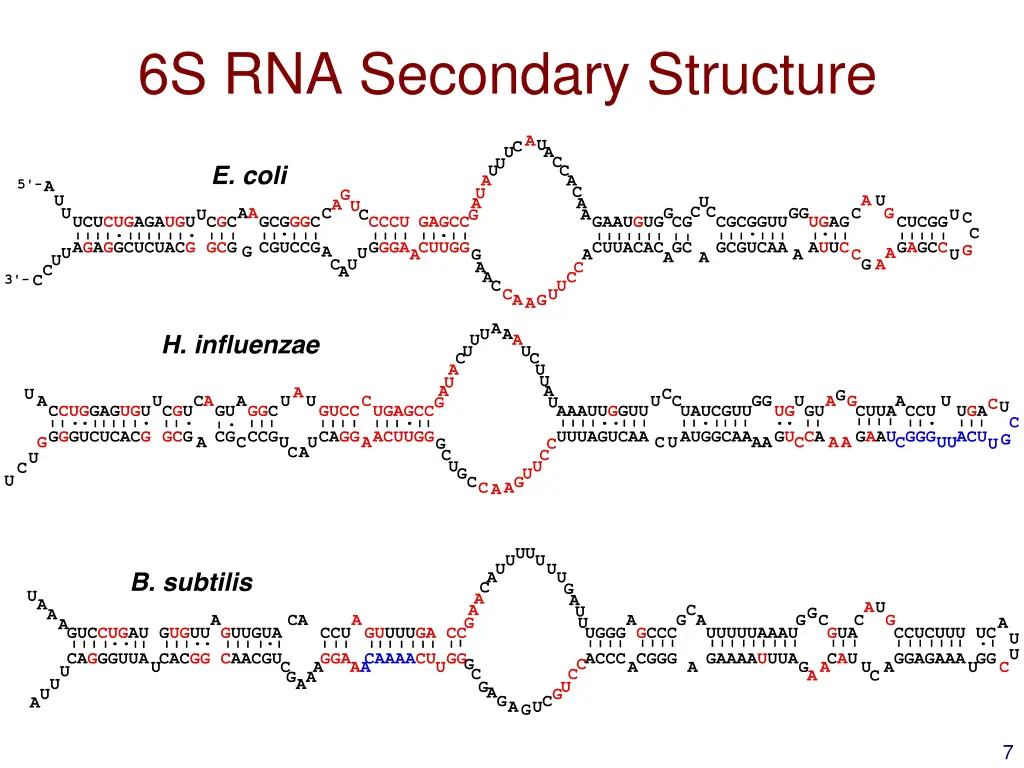 6s rna secondary structure