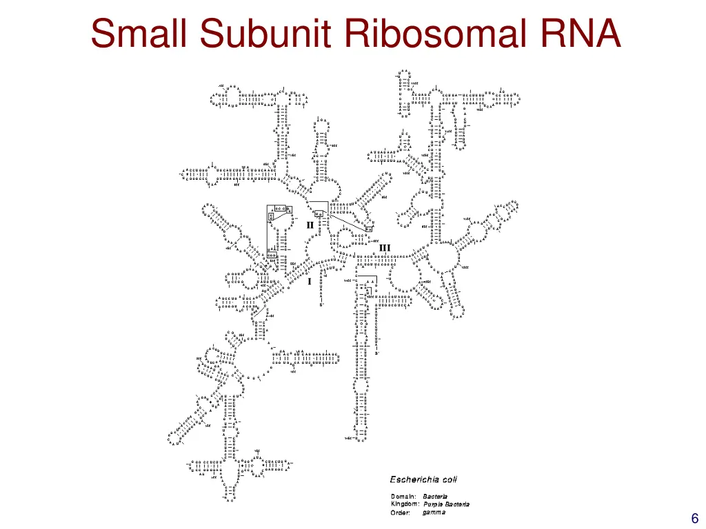 small subunit ribosomal rna secondary structure