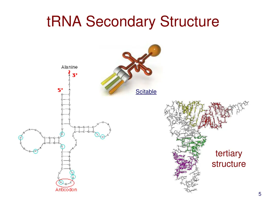 trna secondary structure