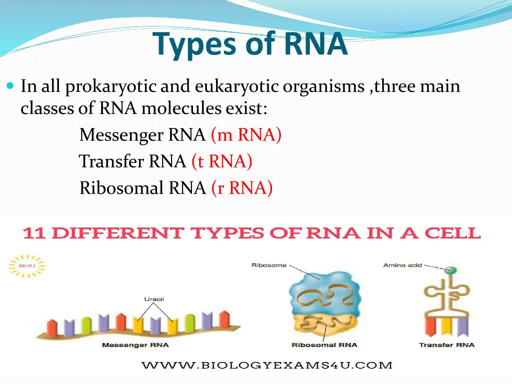 types of rna