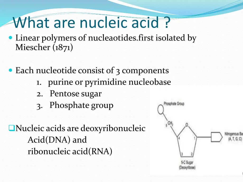 what are nucleic acid linear polymers