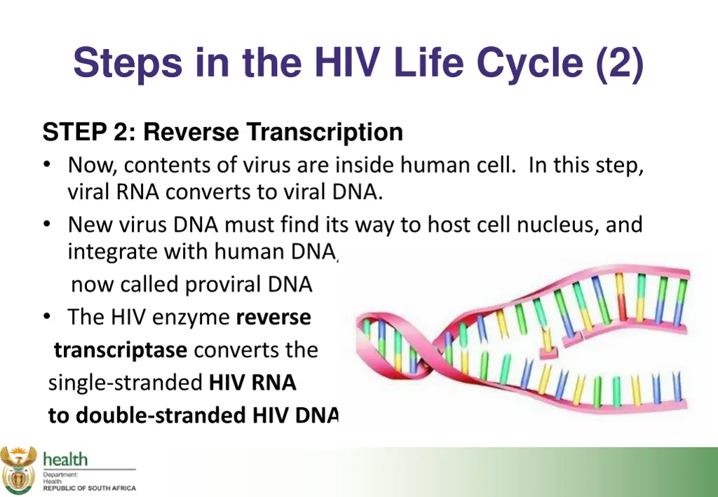 steps in the hiv life cycle 2