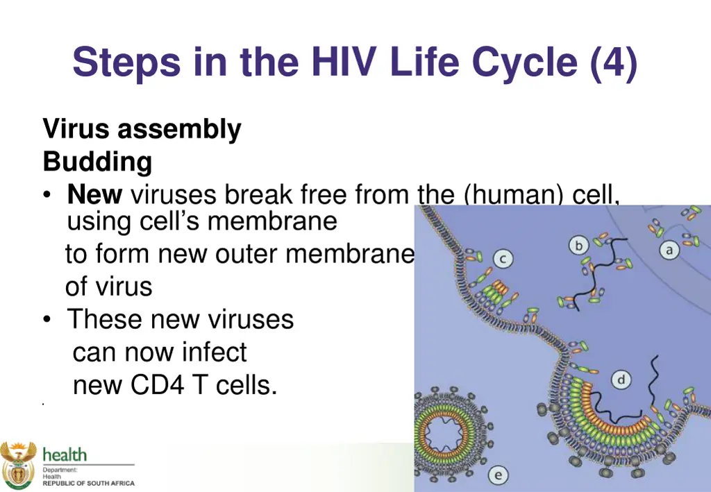 steps in the hiv life cycle 4