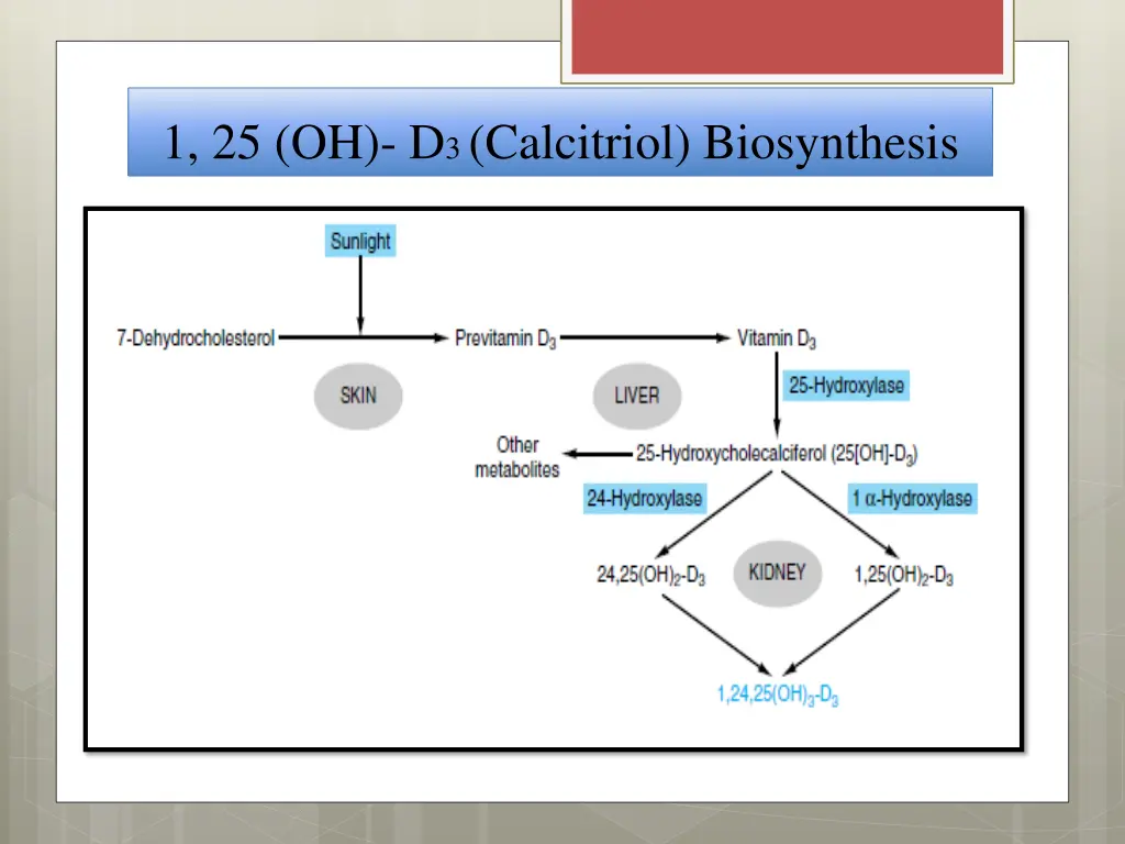 1 25 oh d 3 calcitriol biosynthesis