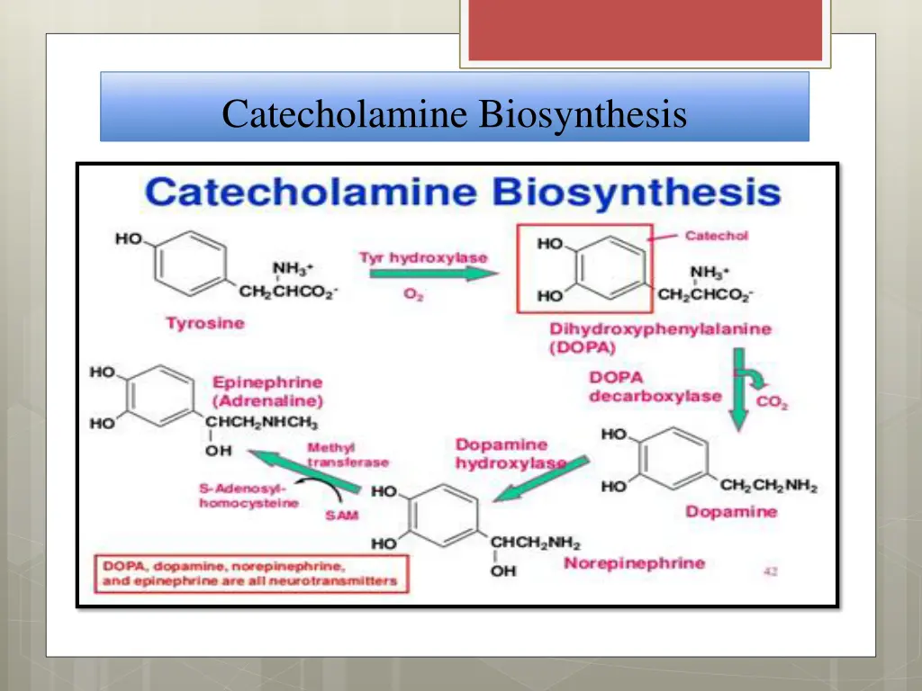 catecholamine biosynthesis