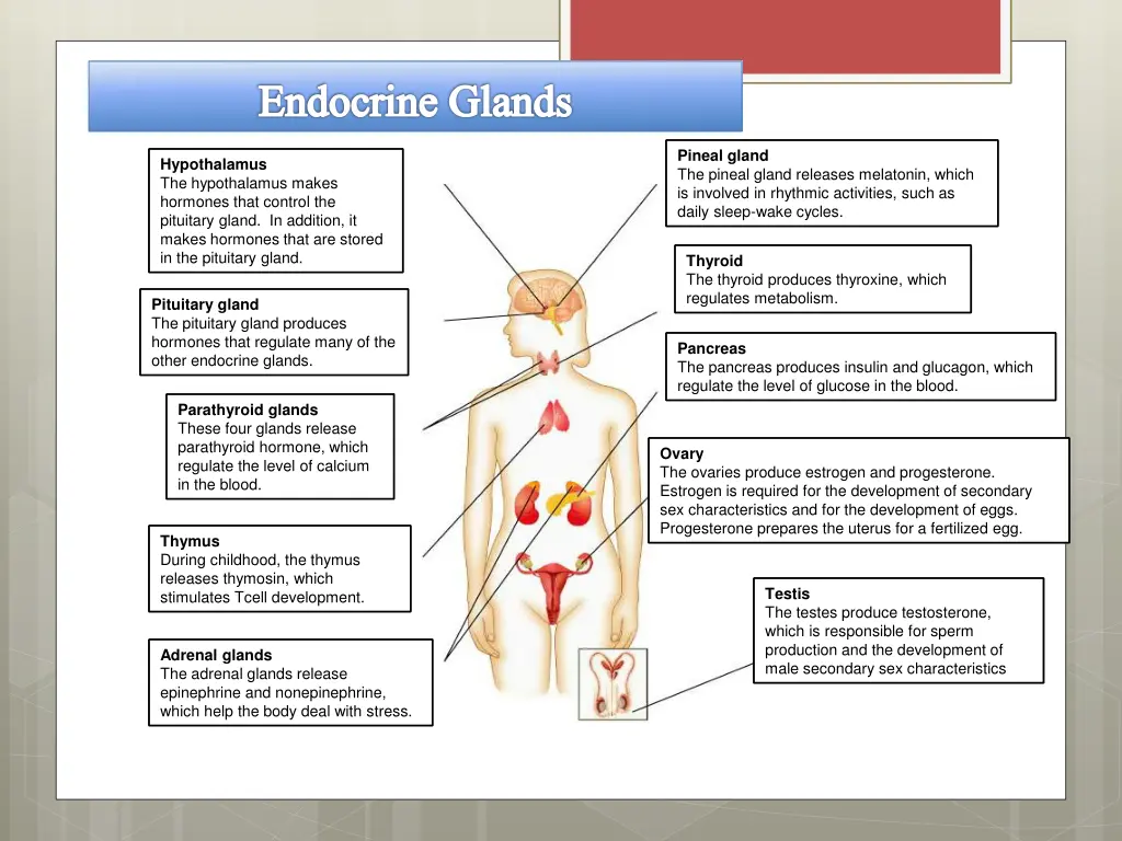 endocrine glands