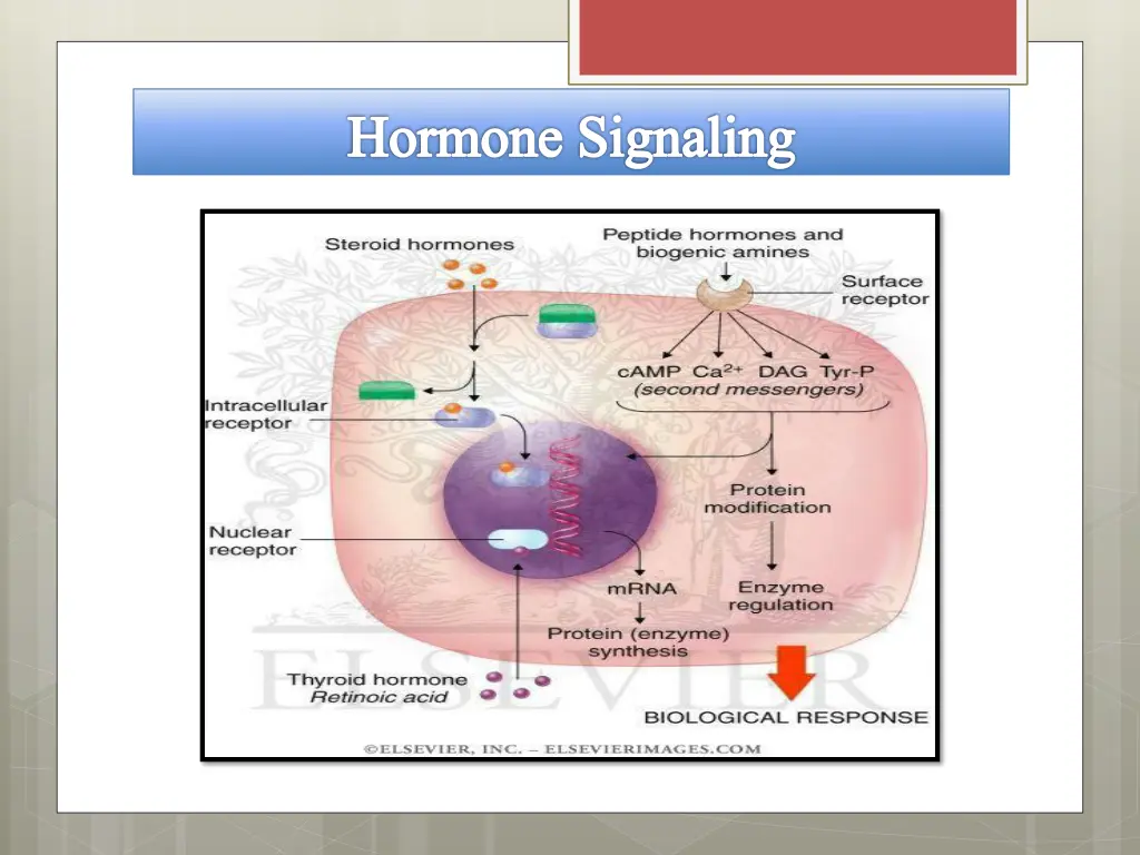 hormone signaling 1