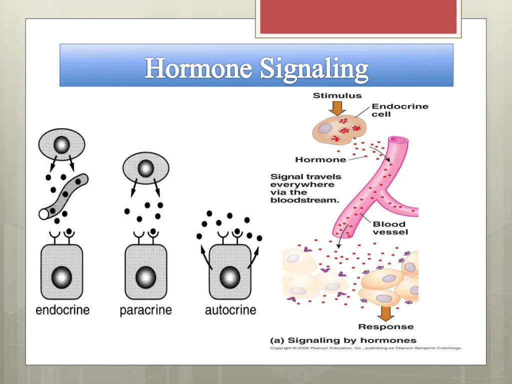 hormone signaling