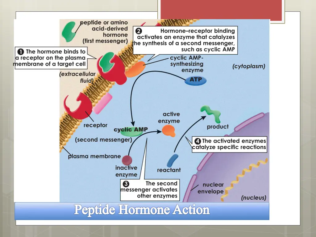 peptide or amino acid derived hormone first