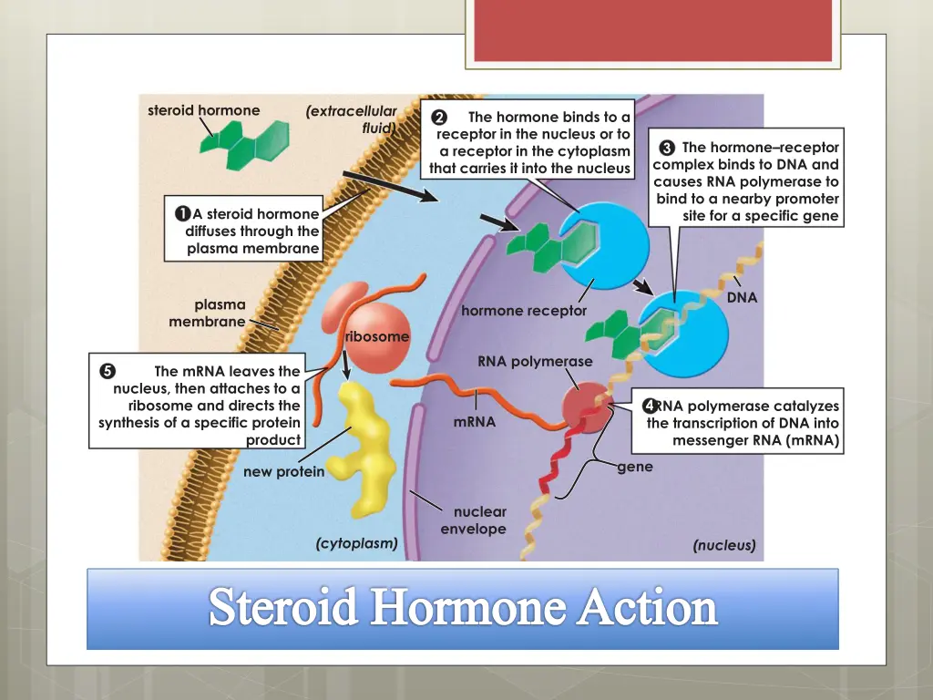 steroid hormone