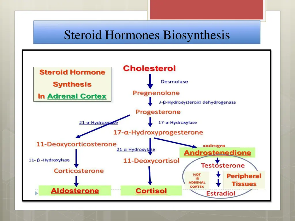 steroid hormones biosynthesis