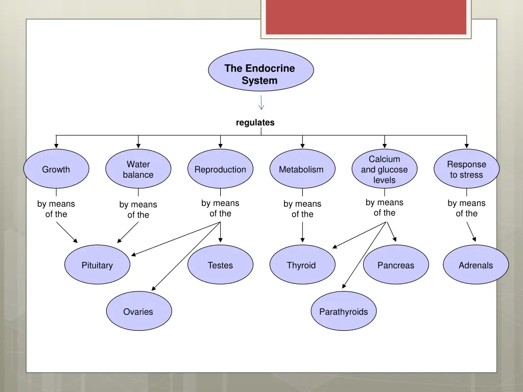 the endocrine system 2