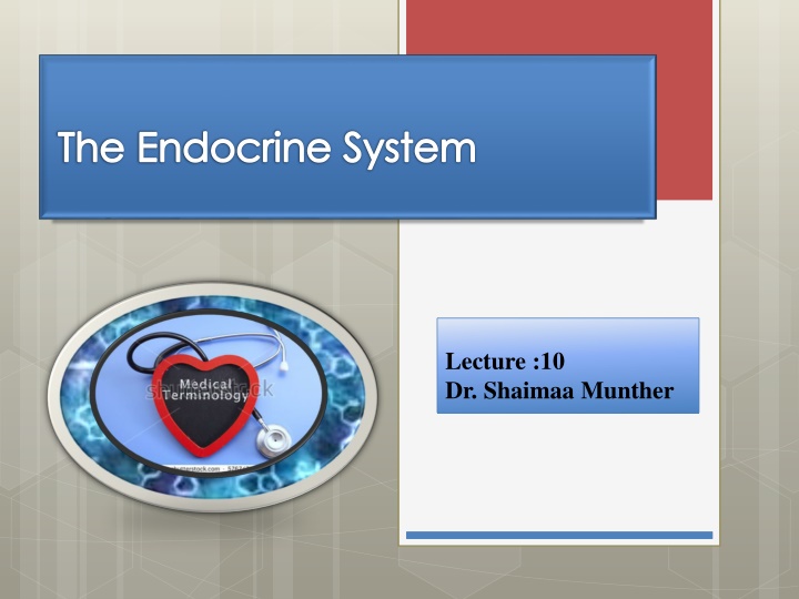 the endocrine system