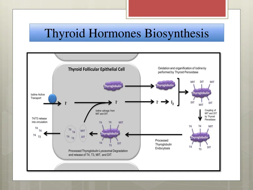 thyroid hormones biosynthesis