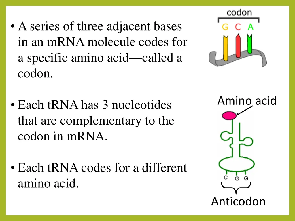 a series of three adjacent bases in an mrna