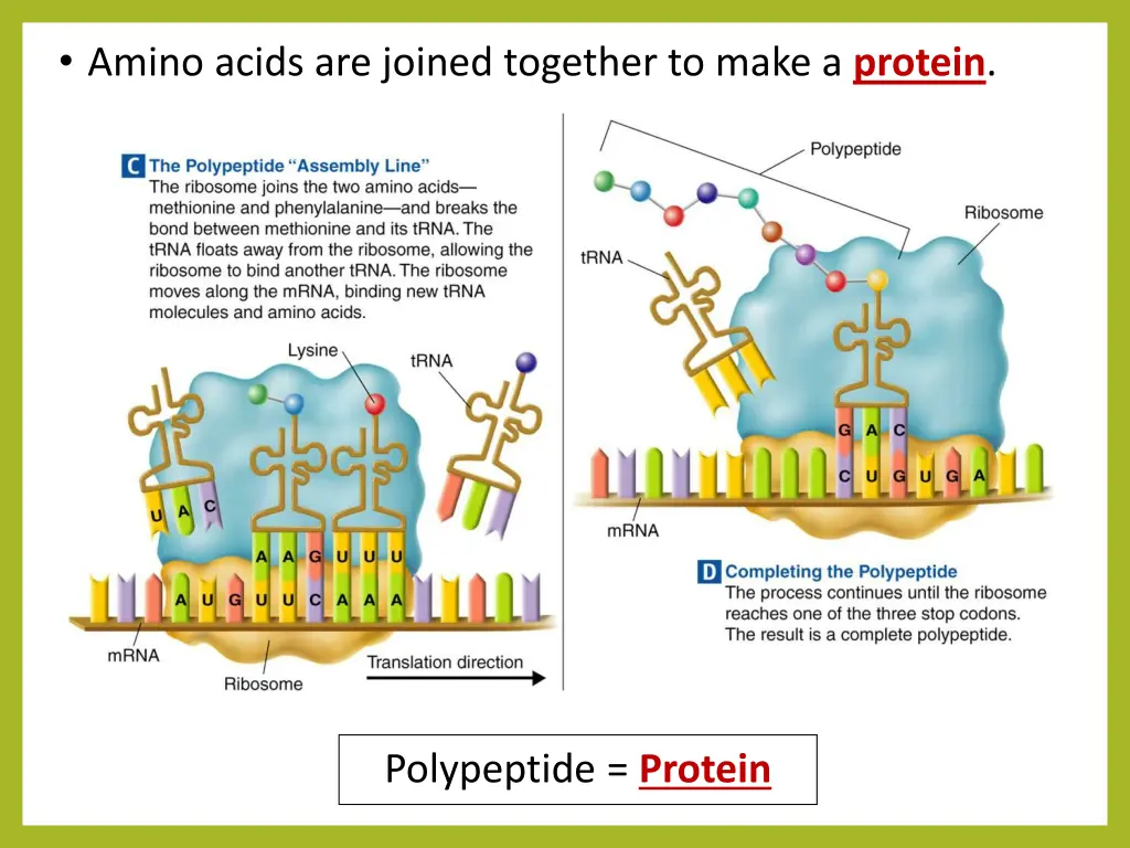 amino acids are joined together to make a protein