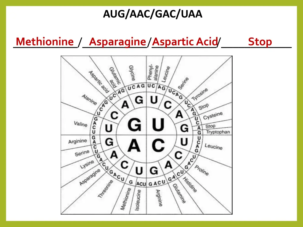 aug aac gac uaa