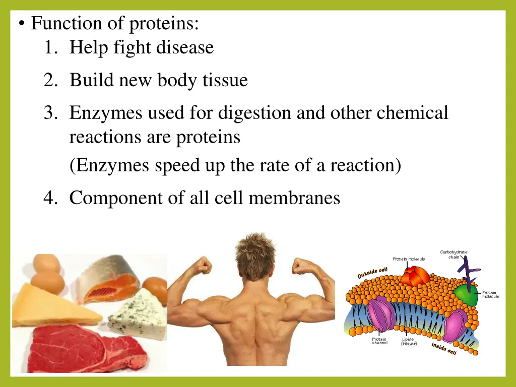 function of proteins 1 help fight disease 2 build