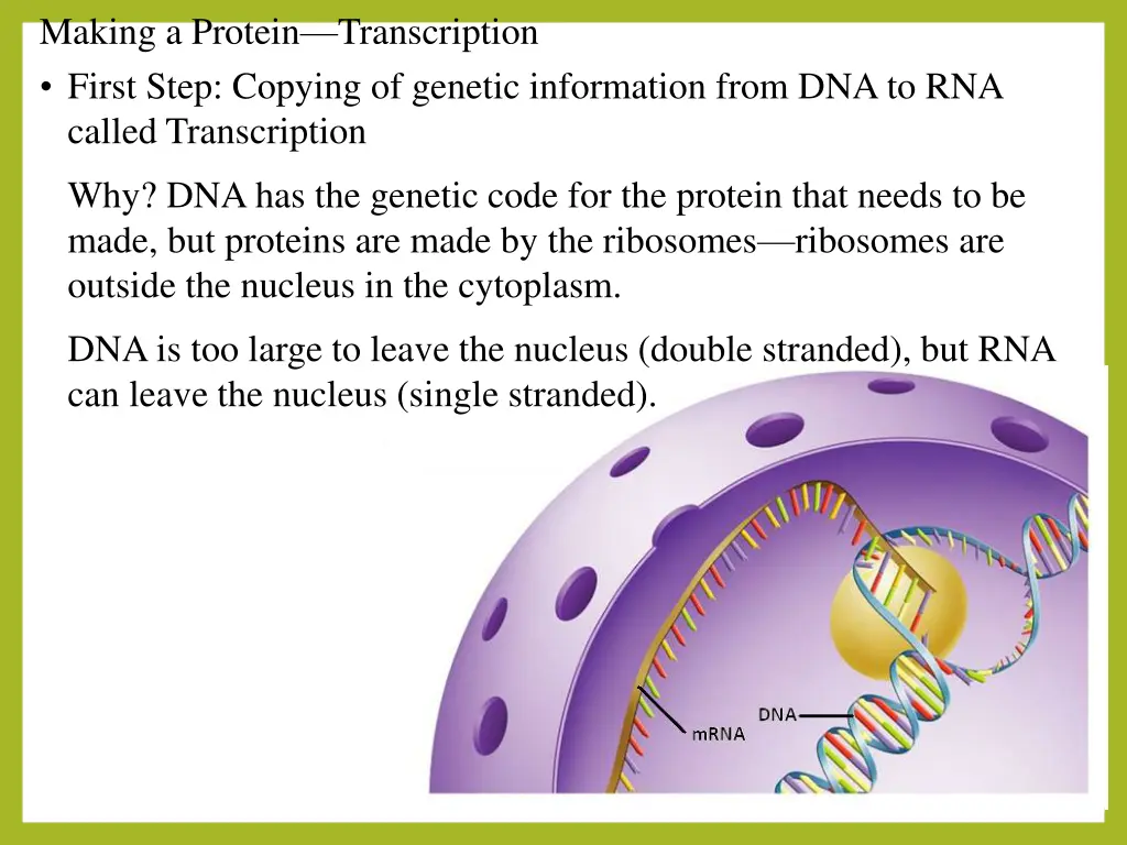 making a protein transcription first step copying