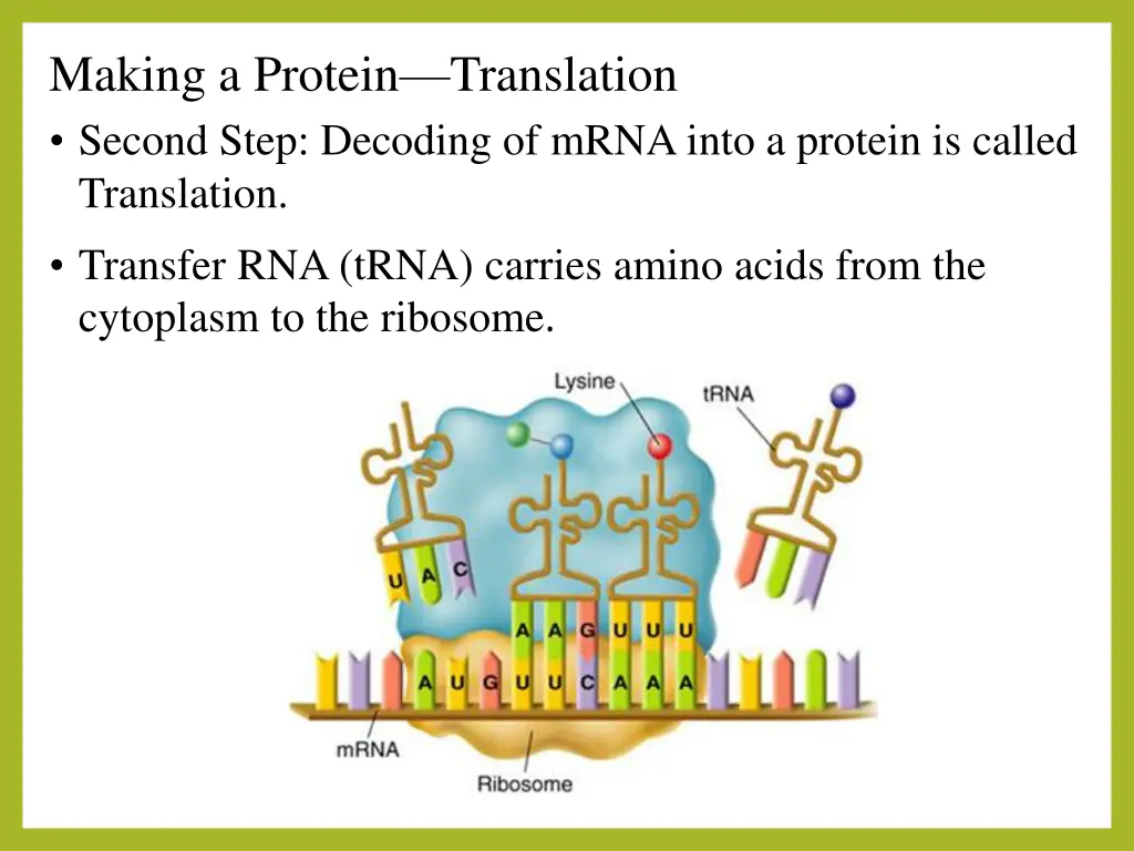 making a protein translation second step decoding